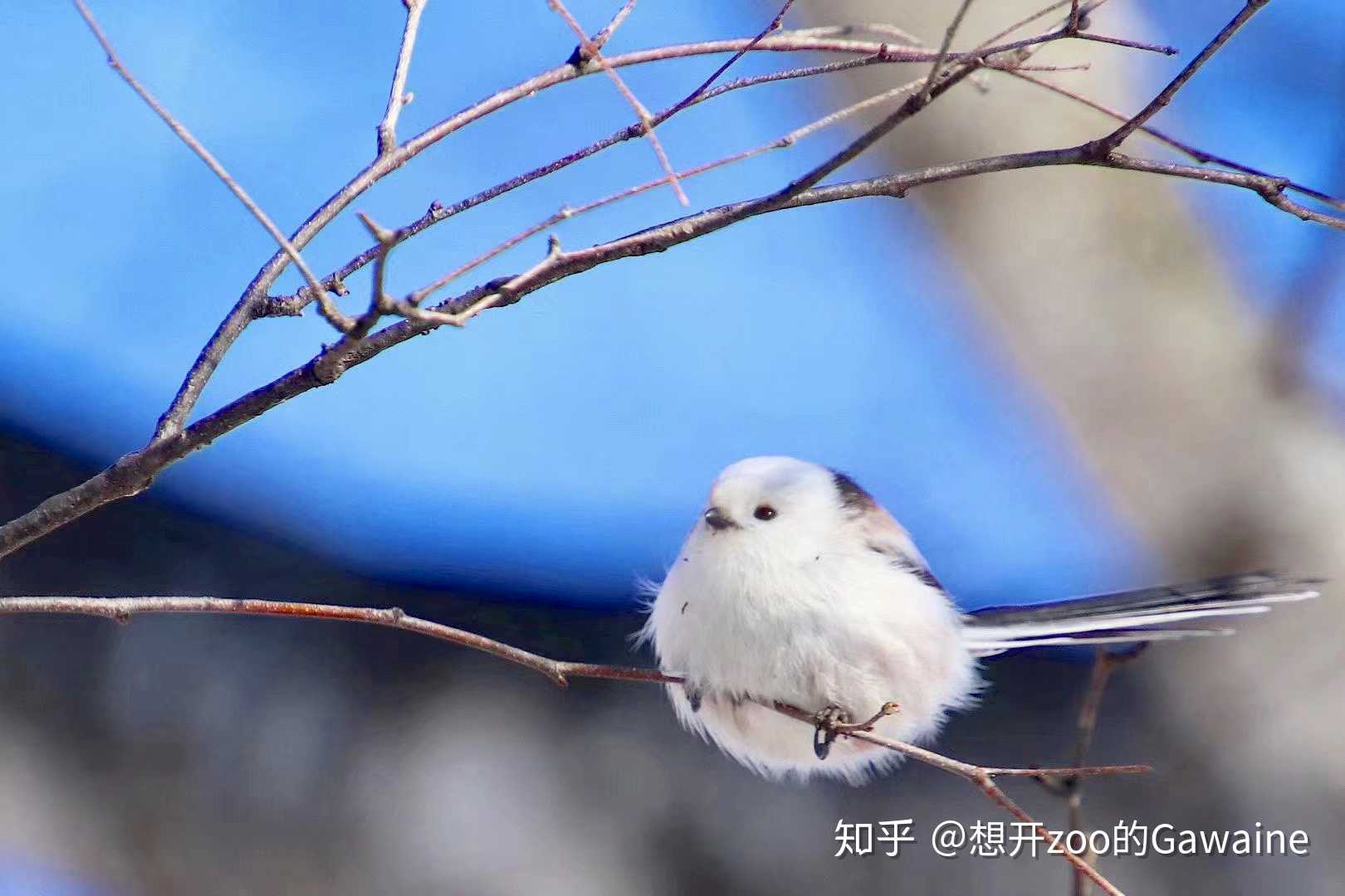 每周物种# - 知乎