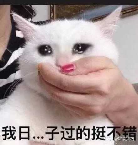 有没有关于猫的诗句 为什么读诗时候很少见 知乎 有没有关于猫的诗句 为什么读诗时候很少见 知乎