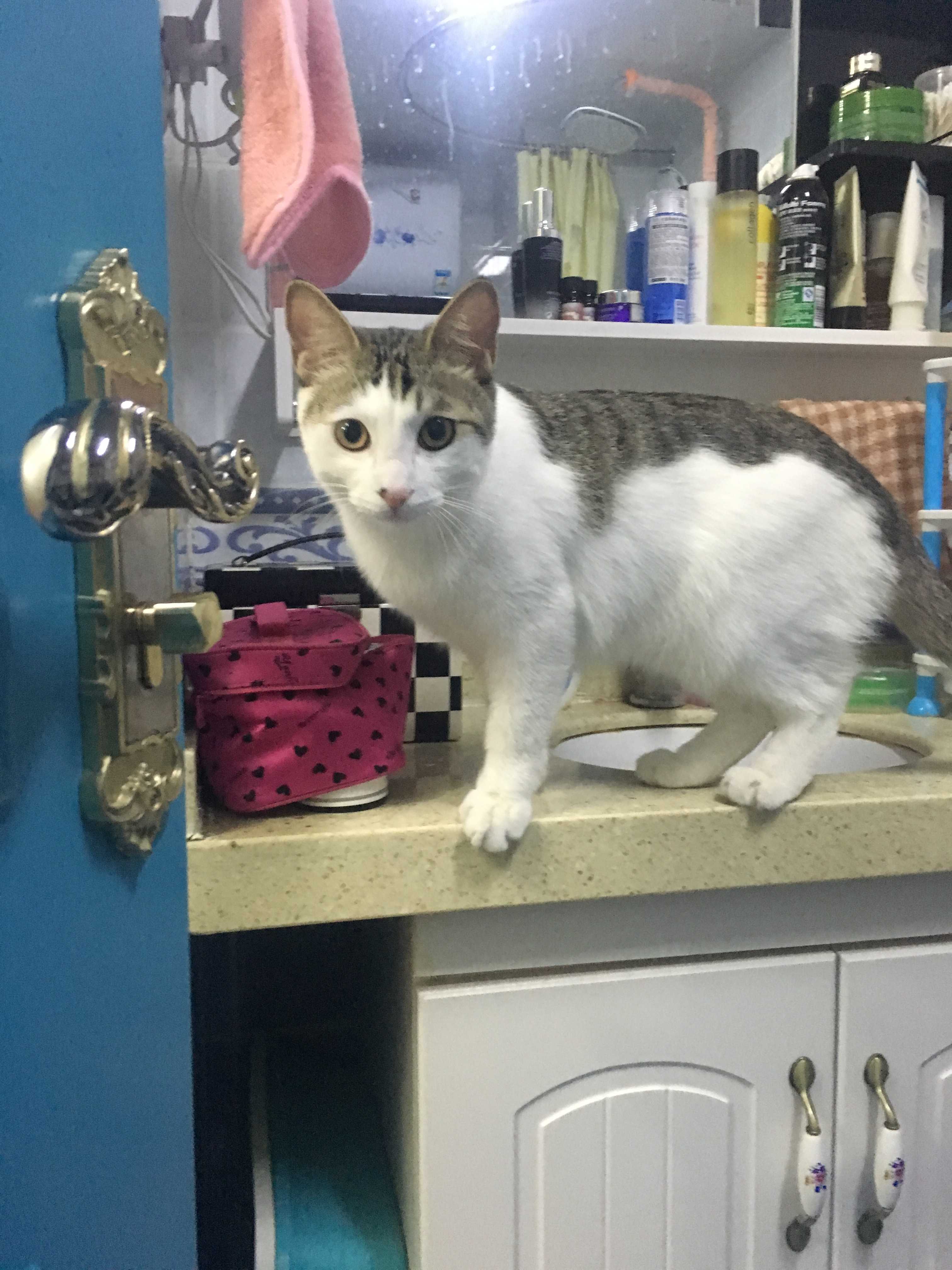 你家的猫喜欢玩什么玩具?