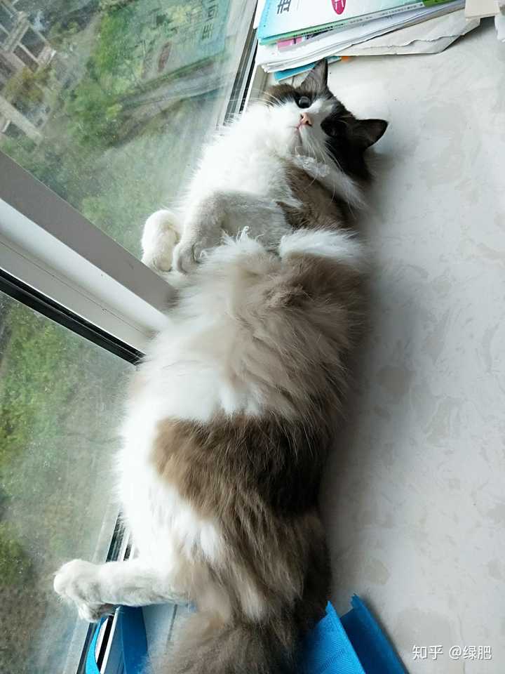 求看我家小伙子是布偶串什么啊?