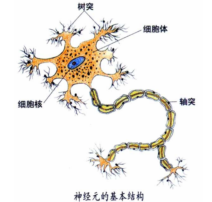 导图丛书的小伙伴都知道,思维导图的构建其实跟我们的神经元很相似