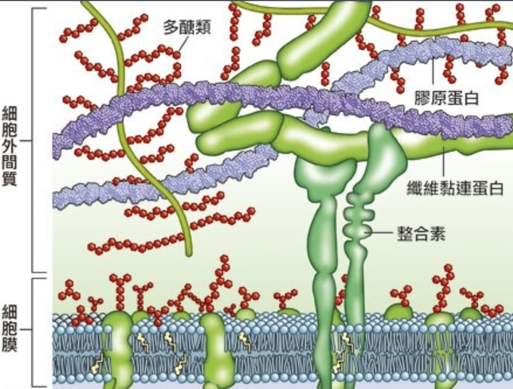 抗老和美白可以同时进行吗 Hometest家庭实验室的回答 知乎