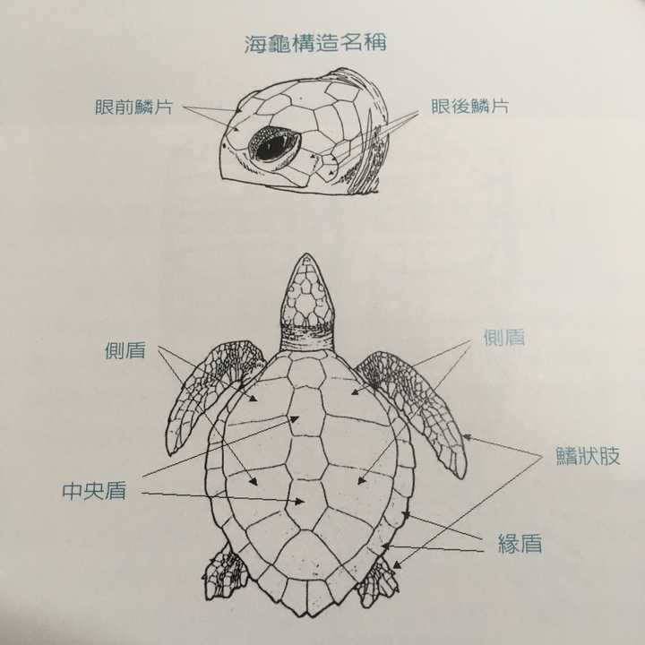 海龟品种大全介绍图解图片