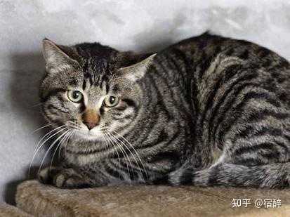 猫的耳朵需要定期清理吗 具体该怎样清洁呢 知乎 猫的耳朵需要定期清理吗 具体该怎样清洁呢 知乎