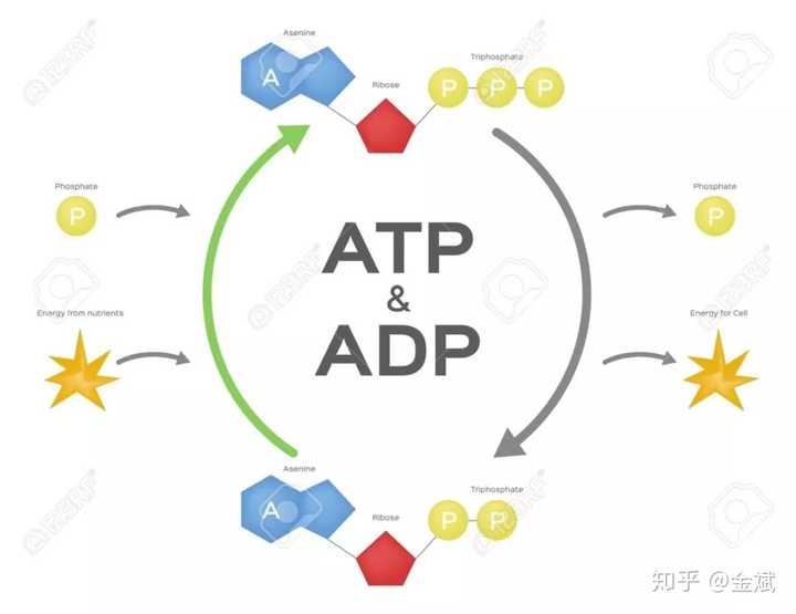 有氧运动和无氧运动有哪些区别 知乎