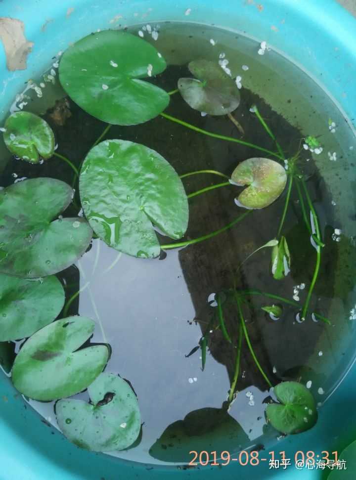 你们养过一叶莲吗 知乎