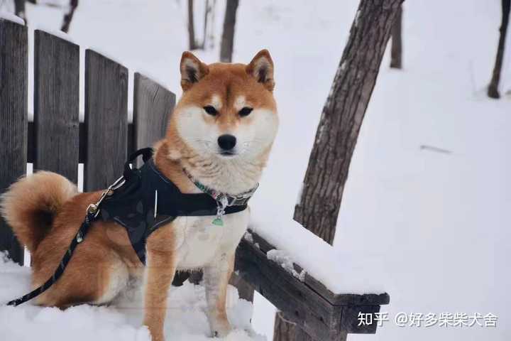柴犬大约能长到多少斤 知乎 柴犬大约能长到多少斤 知乎