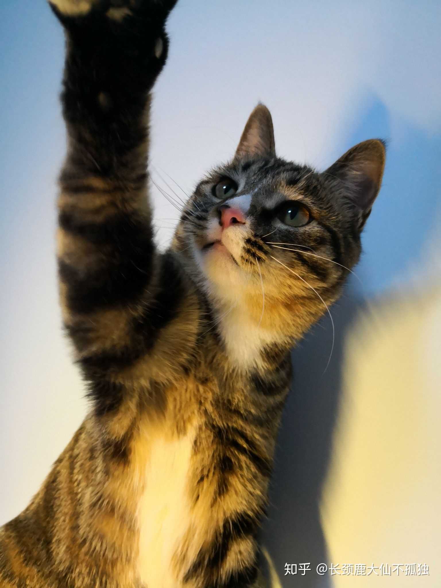 请问猫单吃猫粮,喂营养膏。不给吃罐头与其他