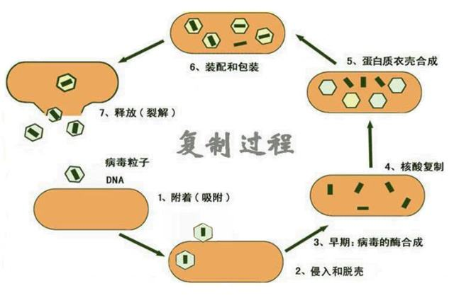 病毒的复制过程