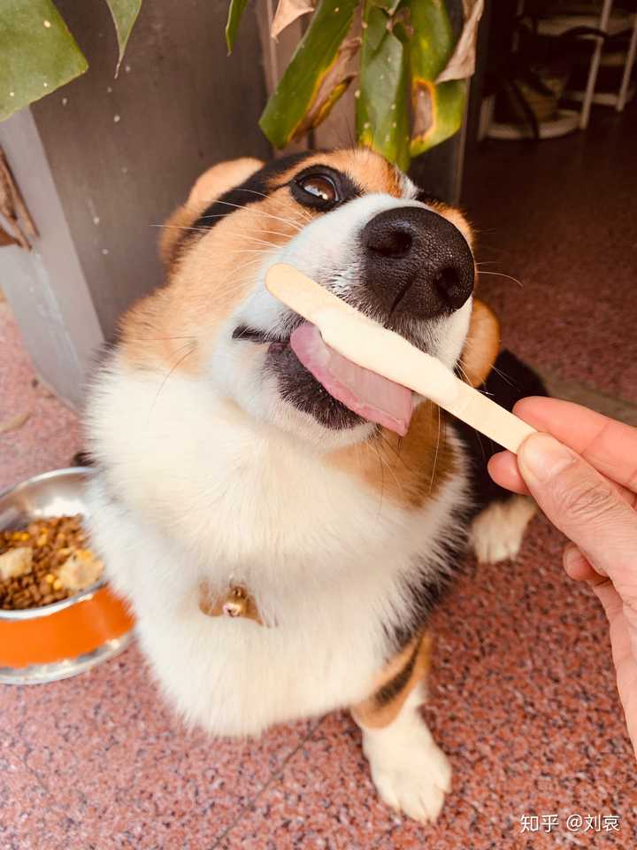 狗子棒棒哒,不知道咱家穷,不嫌弃咱家. 我爱狗子.