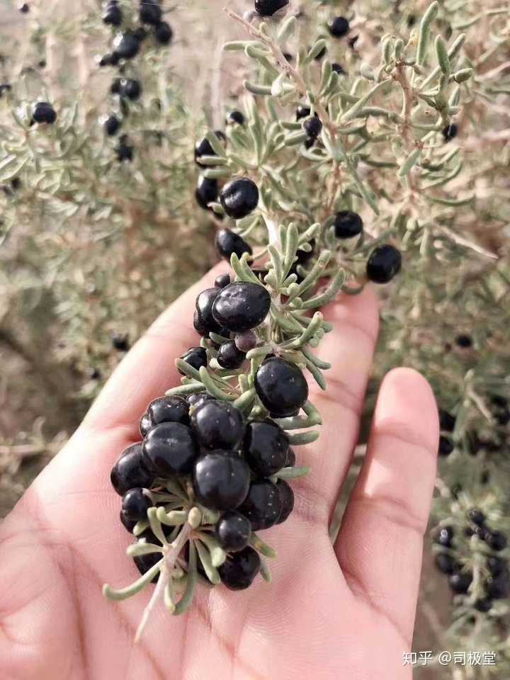当然可以买到啦,非常新鲜的野生黑枸杞 这是我在格尔木承包的一块野生