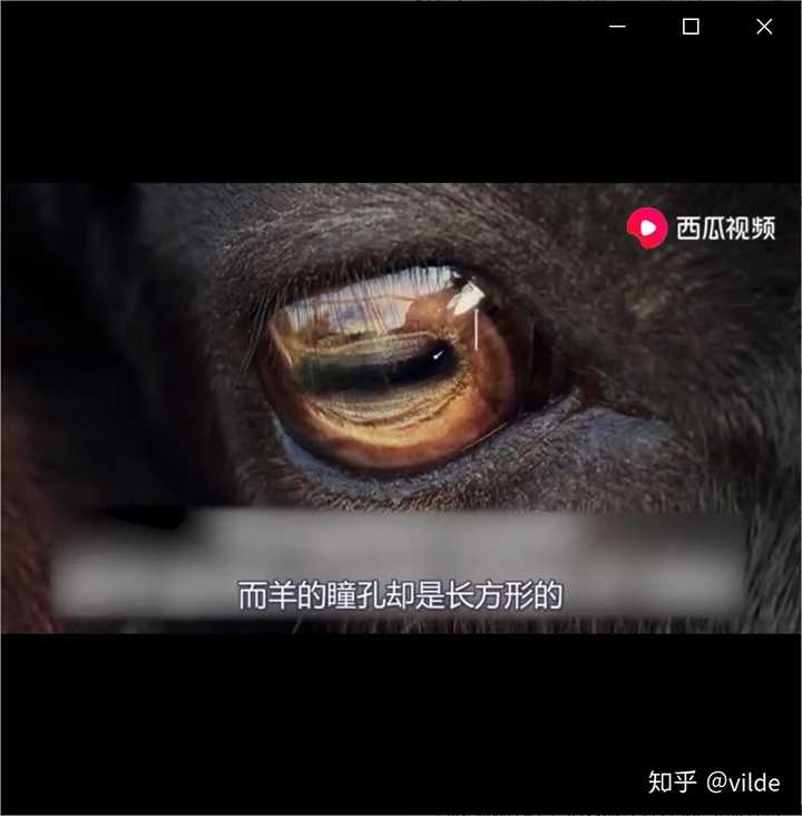 羊的瞳孔为什么是长方形的 知乎 羊的瞳孔为什么是长方形的 知乎