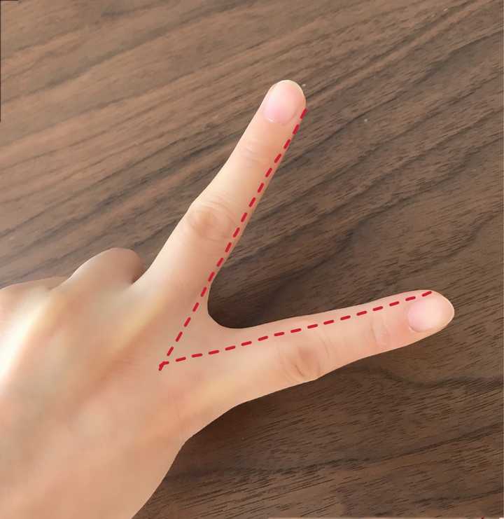 指蹼在手的什么位置图片