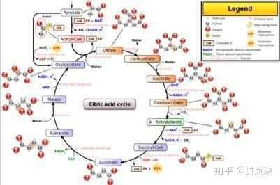 有氧呼吸第二阶段是否产生丙酮酸?