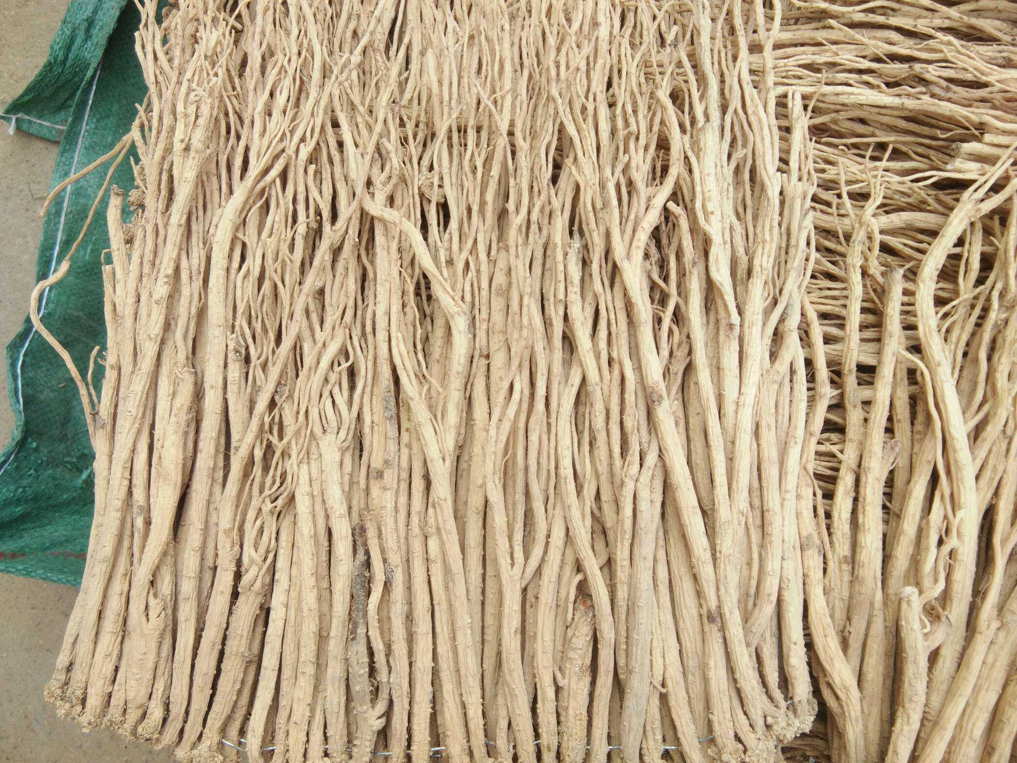 党参你们知道吗?