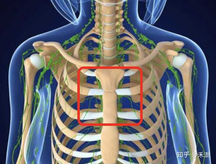 女性肋软骨炎位置图片