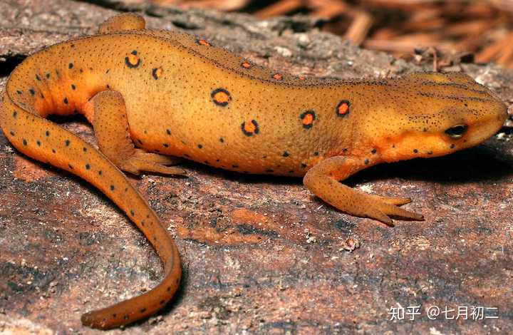 有哪些动物可以断肢再生越是低等动物再生能力越强这个说法正确吗