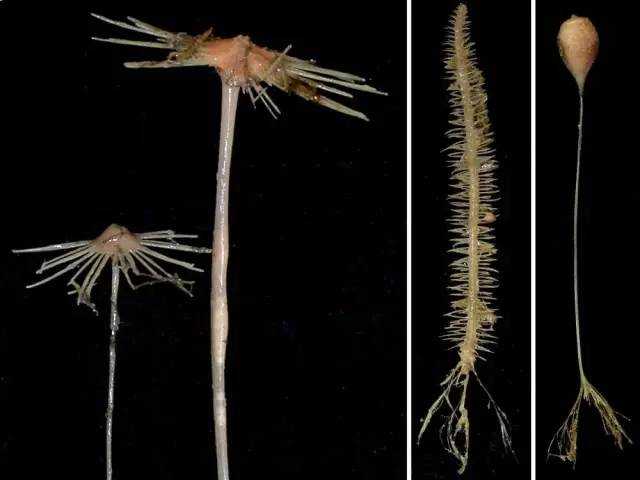 食肉海绵(carnivorous sponges)