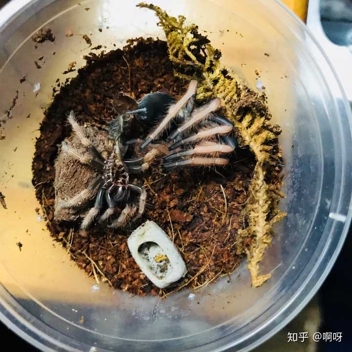 蜕皮中的墨西哥火脚