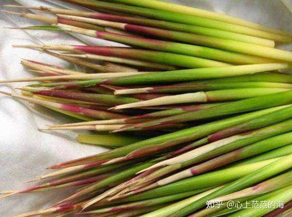 你还记得小时候都吃过哪些美味的野菜?