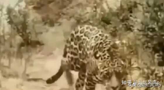 美洲豹 美洲狮 美洲虎是不是一种动物 知乎 美洲豹 美洲狮 美洲虎是不是一种动物 知乎
