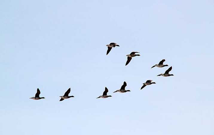 同性恋符合生物学规律吗?