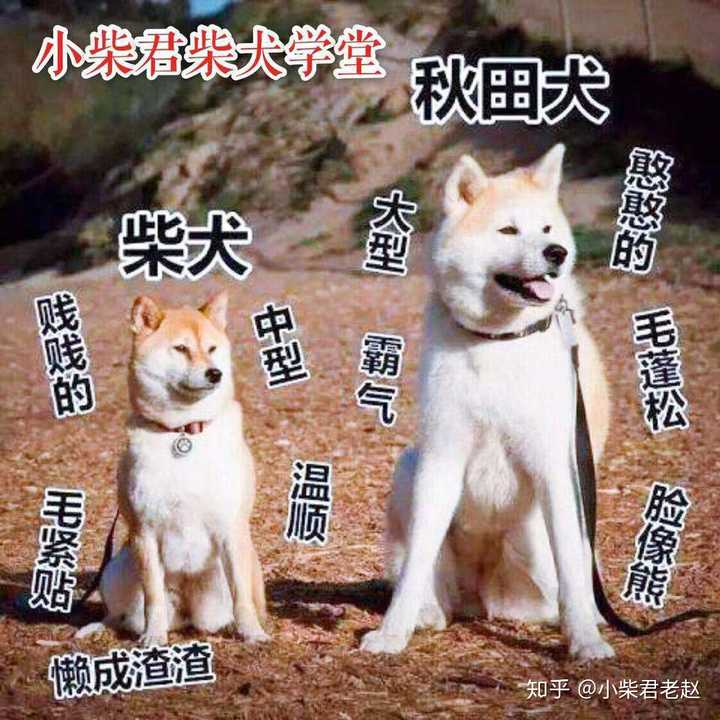 中华田园犬 柴犬和秋田犬的区别是什么 小柴君老赵的回答 知乎