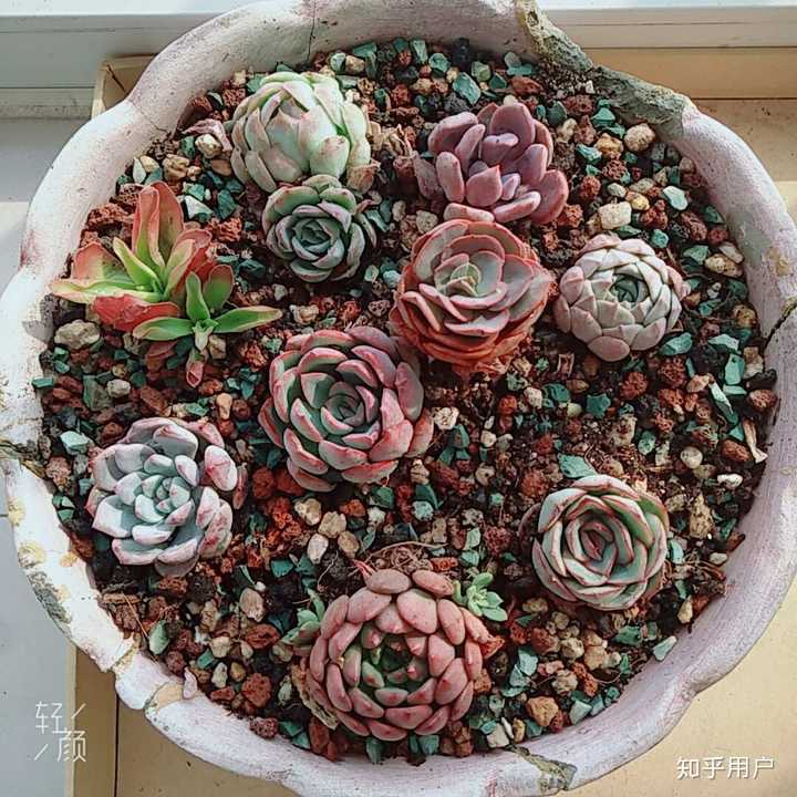 多肉植物应该怎么浇水 知乎 多肉植物应该怎么浇水 知乎