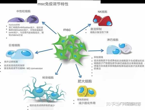 间充质干细胞示意图图片