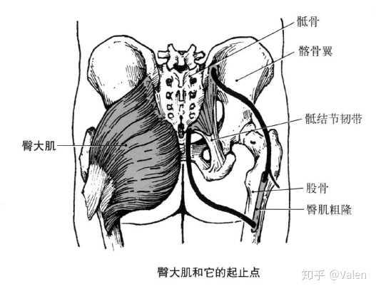 髂骨翼外面，骶、尾骨背面及骶结节韧带。止点：股骨臀肌粗隆和髂胫束。