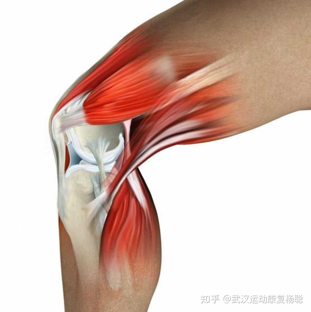 膝关节旋转机制腘肌