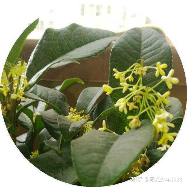 秋天有哪些美丽的花 秋天有哪些美丽的景色 美丽的秋天