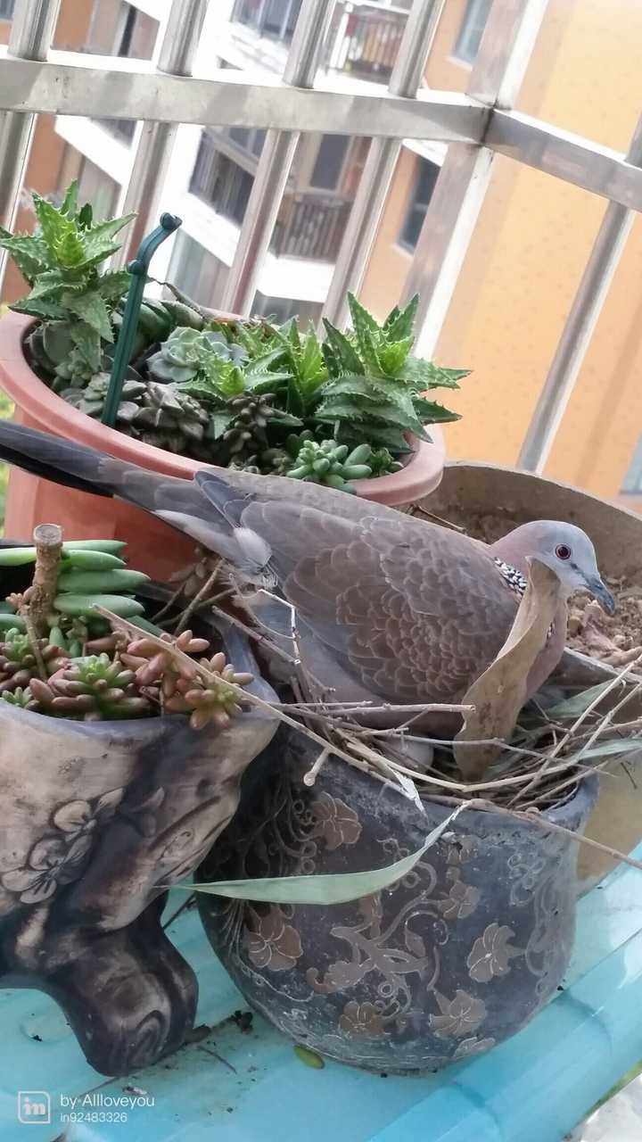 鴿子(斑鳩)在我家陽臺築巢怎麼辦?