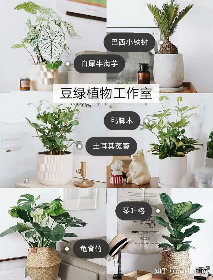 淘宝上有哪些好的植物花卉盆栽种子等店铺推荐 知乎