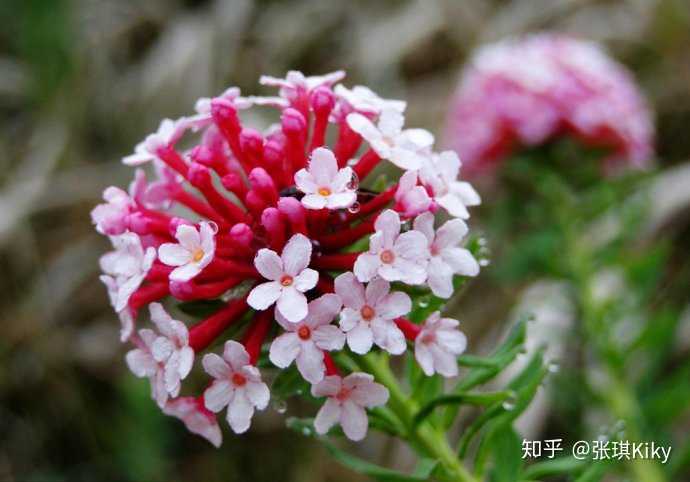 秫秸花学名 秫秸花的描写 秫秸花的花卉图片