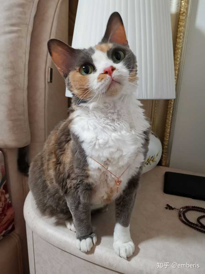 养德文卷毛猫是一种怎么样的体验 知乎