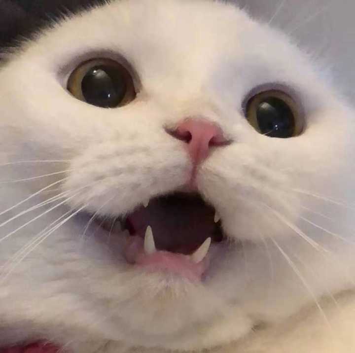 求图来了 有没有敲可爱的猫咪头像?