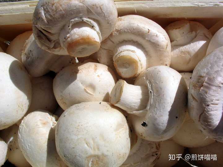 哦蘑菇指的是这种圆白蘑菇.