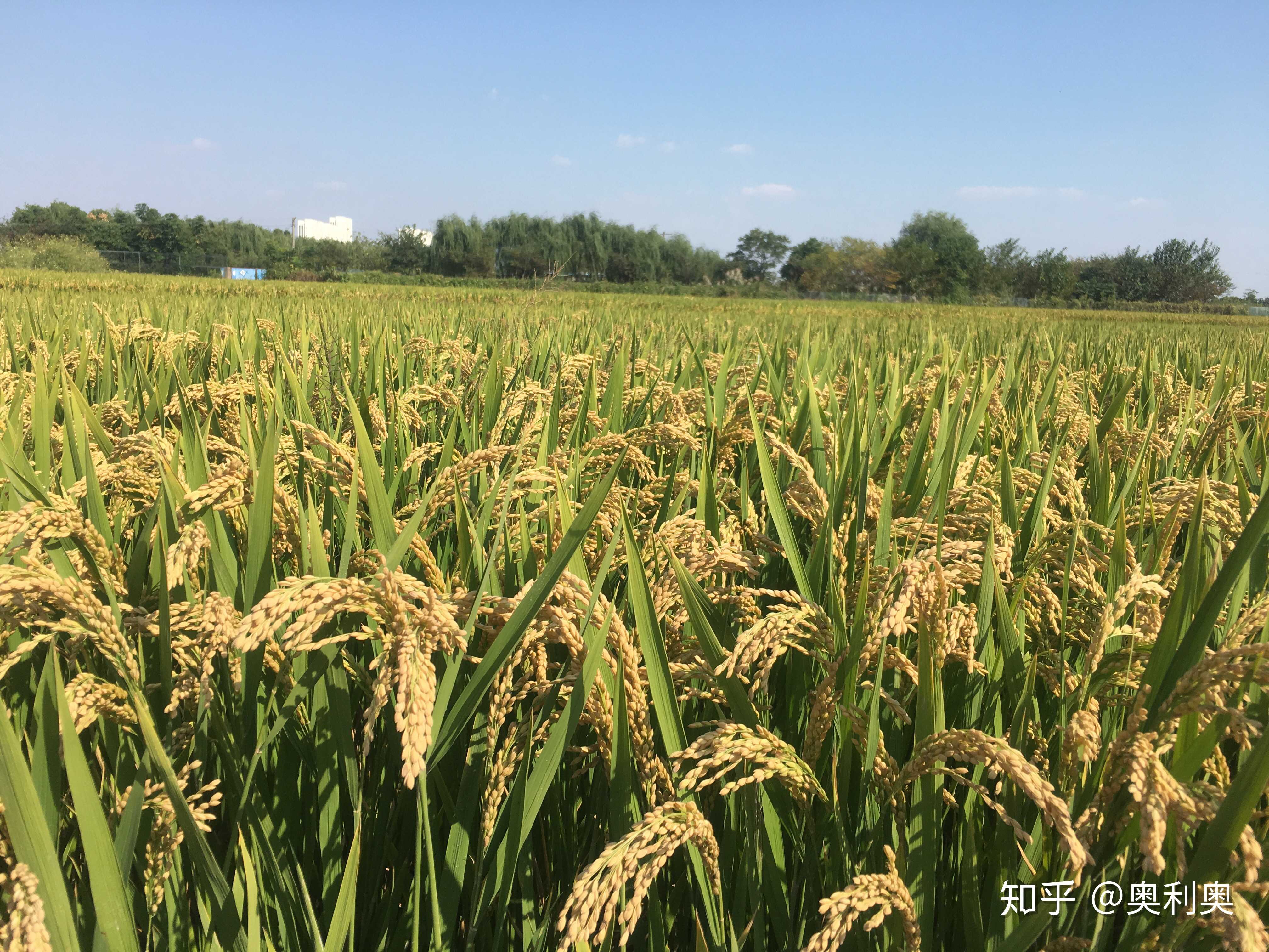我们是麦穗,是粮食,种了就是要吃