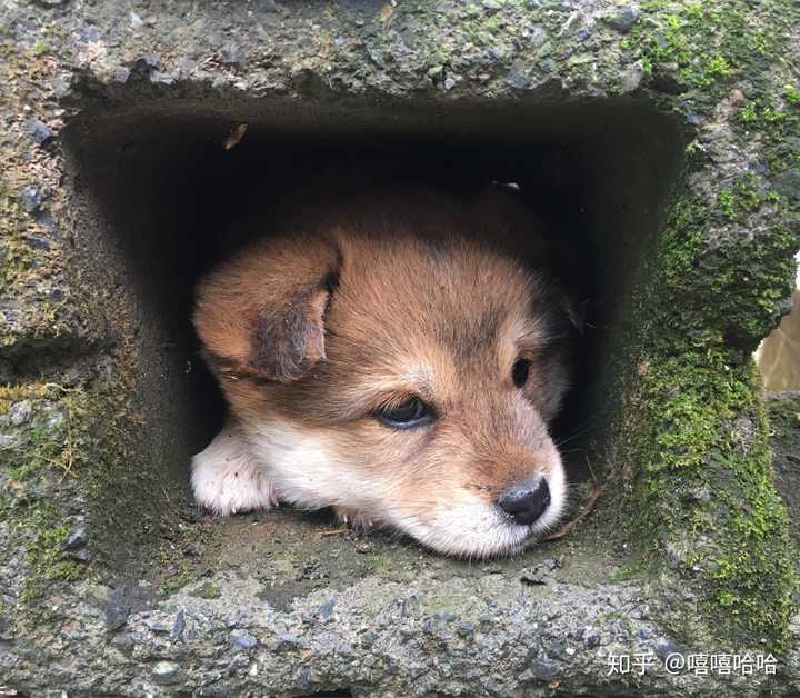 中华田园犬的颜值可以多高 知乎