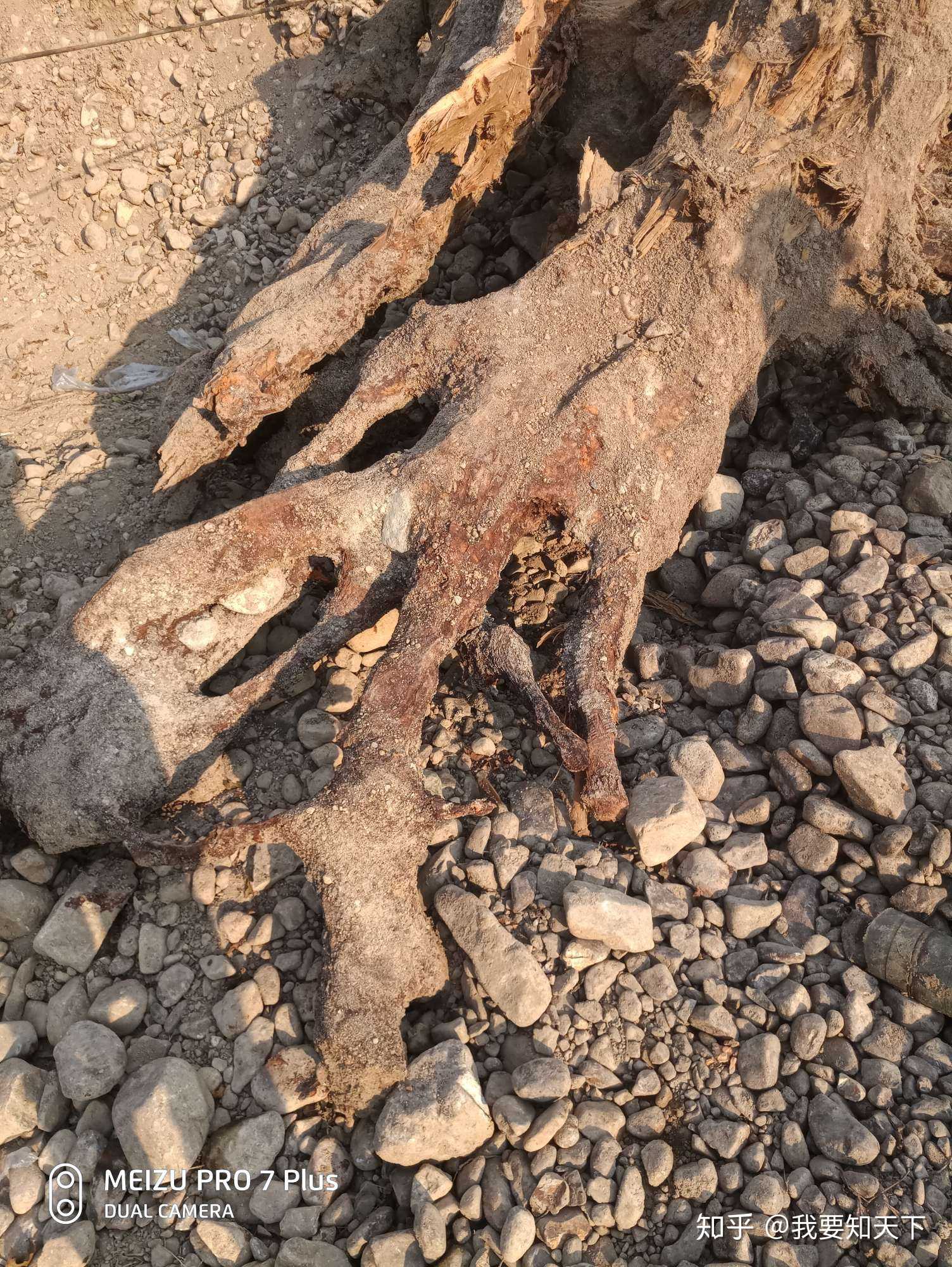 这是一个香樟树的树根 - 知乎
