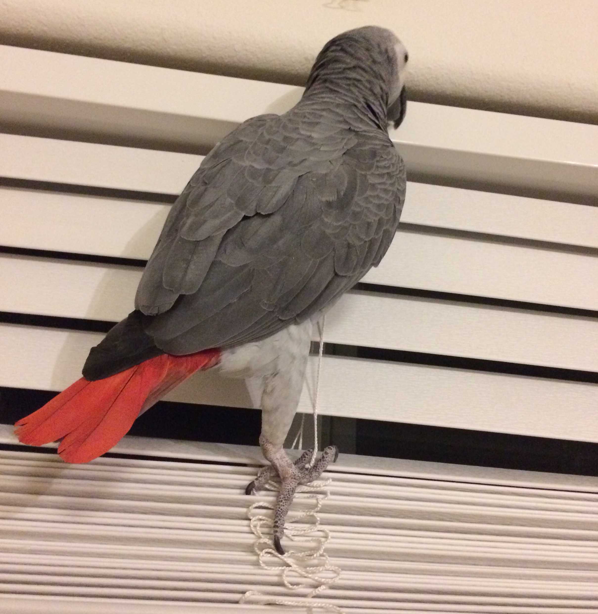 新手适合养刚果灰鹦鹉吗 大概养一只60天大的