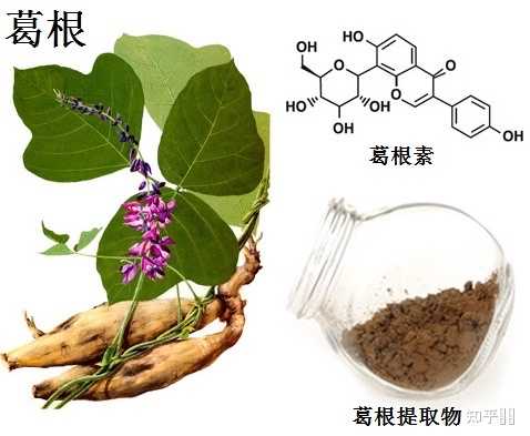 请问,中药葛根有什么功效? - 知乎