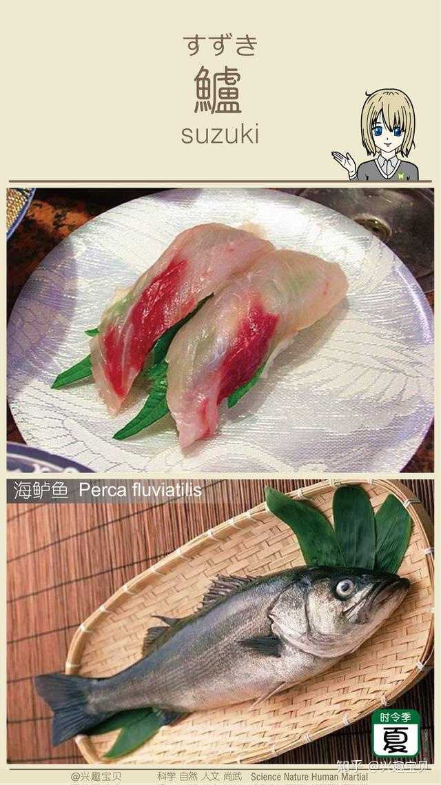 日本寿司一般会用到什么鱼 刺身的话除了三文鱼还有什么比较出名的鱼种供选用 知乎 日本寿司一般会用到什么鱼 刺身的话除了三文鱼还有什么比较出名的鱼种供选用 知乎