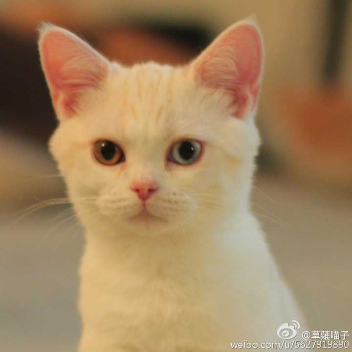 怎么判断一只奶猫长大之后好不好看 知乎 怎么判断一只奶猫长大之后好不好看 知乎