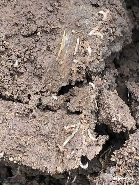 花土里的小白虫 特别小 花土常见的虫子图片 花土里有小白虫妙招