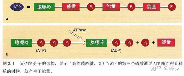 人体直接能量来源是atp(三磷酸腺苷,atp在atp酶的催化下,迅速水解为