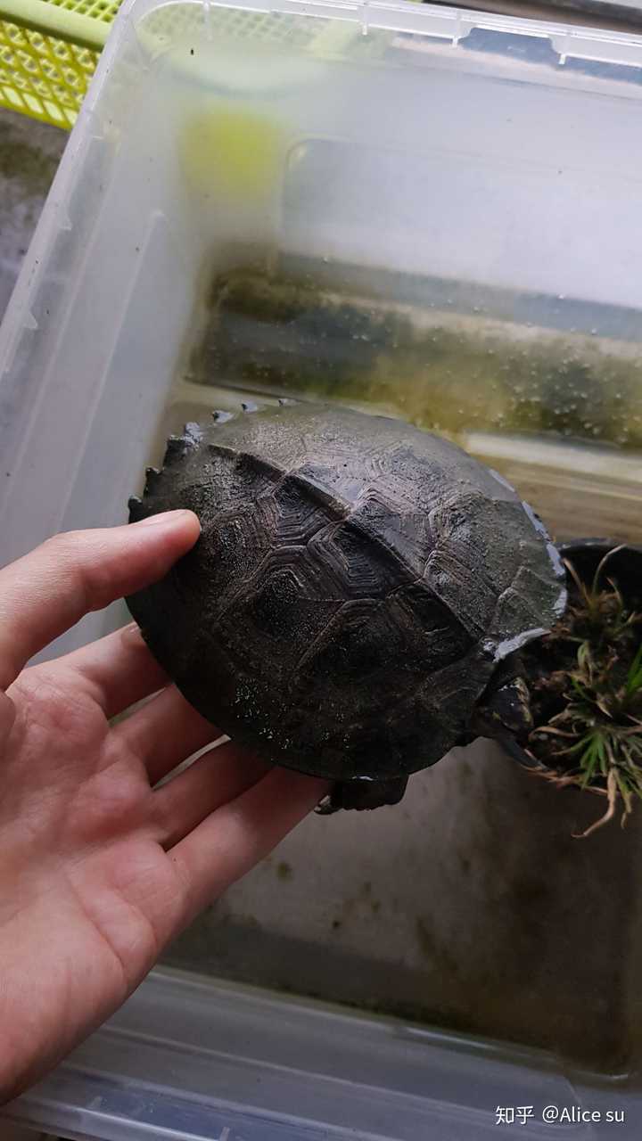 扁安也是从苗开始养,现在手掌大.安布很漂亮.