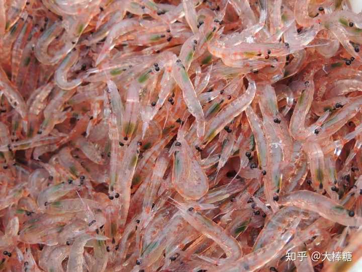 因为磷虾身上含有天然色素—— 虾青素(呈深粉红色),所以便便自然而然