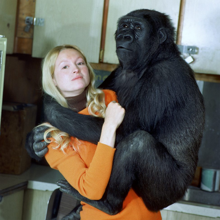 如果把猩猩当作人类抚养,并加以教育,它最终会进化成类人吗?